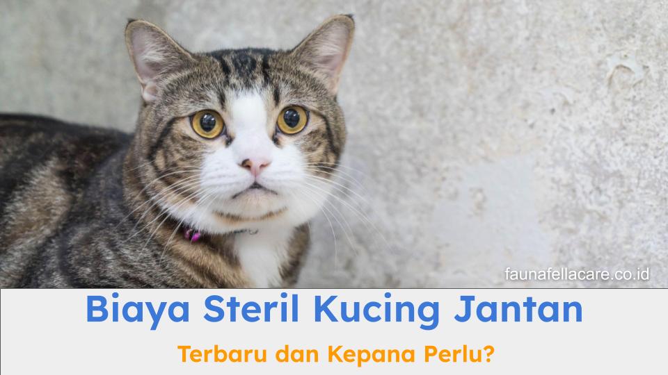 Biaya steril kucing jantan harus menjadi perhatian penting bagi pecinta anabul.