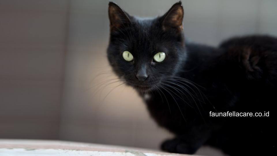 Tidak perlu panik ketika ada kucing mengeong terus dengan suara kencang, bisa jadi ini hal biasa.