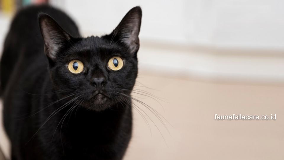 Dalam Islam, kucing hitam masuk rumah bisa menjadi seperti ujian kebaikan untuk diri kita.