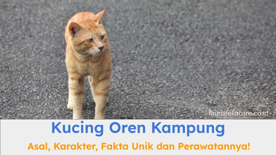 Kucing oren kampung memiliki karakter yang sangat unik.