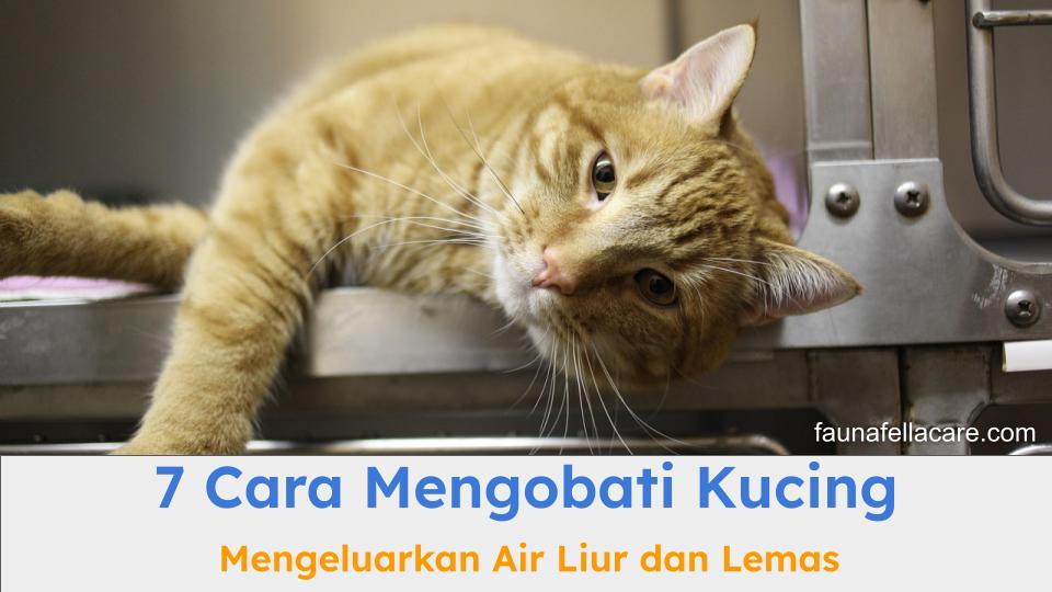 Ada banyak cara mengobati kucing mengeluarkan air liur dan lemas.