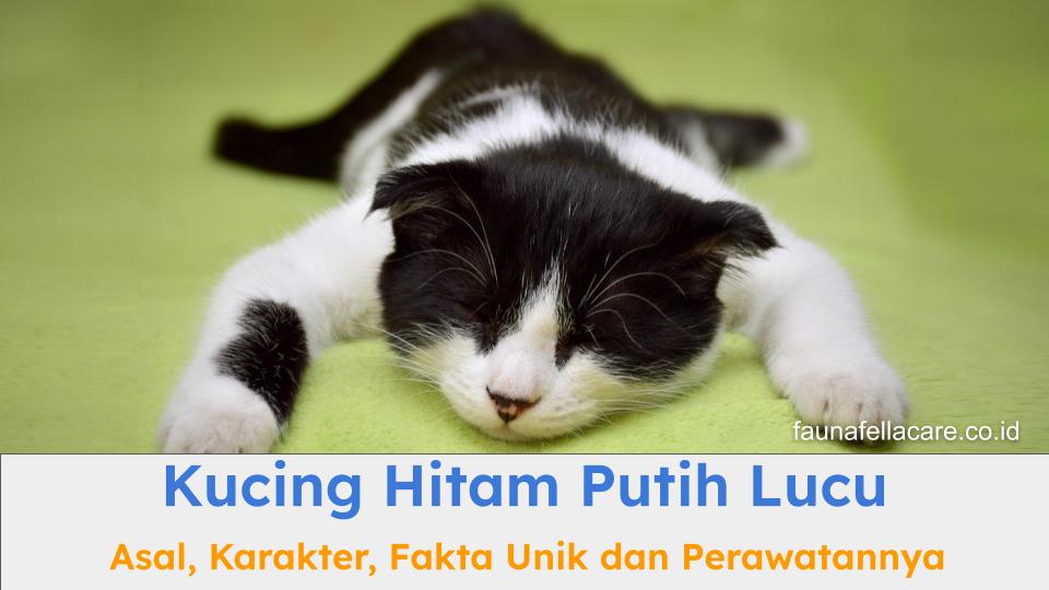 Kucing hitam putih lucu memiliki keunikan tersendiri sehingga banyak yang mencari