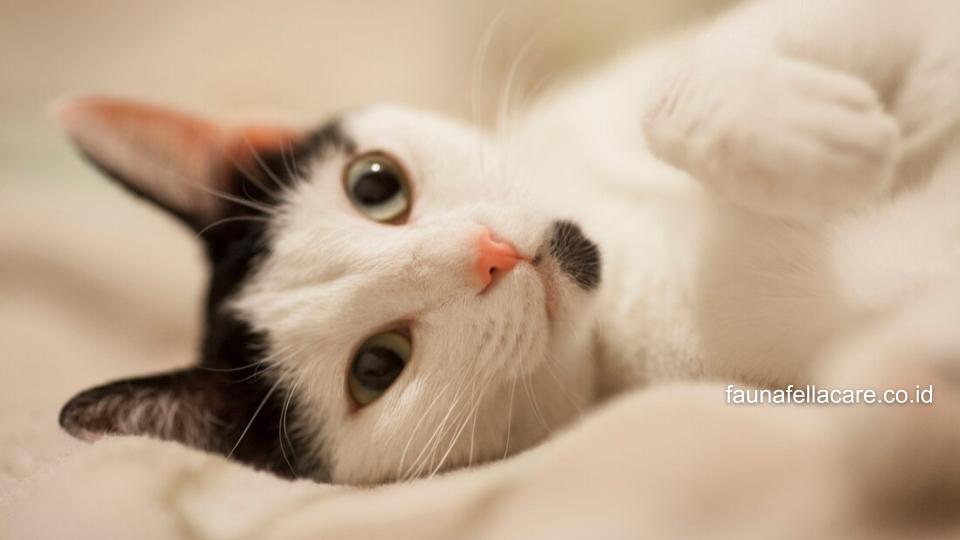 Kucing hitam putih lucu memiliki banyak fakta unik yang juga menarik.
