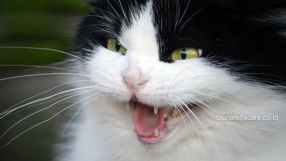 Kucing hitam putih lucu juga membutuhkan perawatan yang tepat.