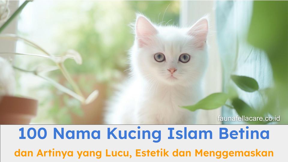 100 nama kucing Islam betina bisa menjadi inspirasi untuk kucing Anda.