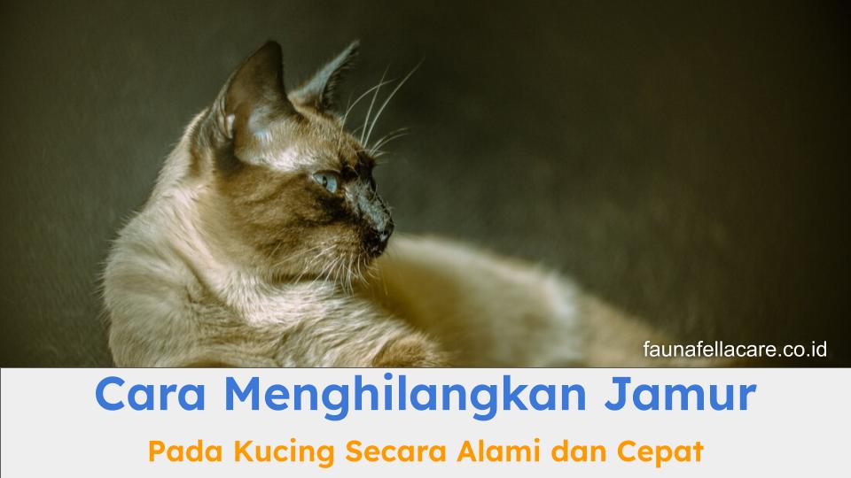 Cara menghilangkan jamur pada kucing secara alami dan cepat bisa jadi pilihan terbaik untuk obati kucing Anda.