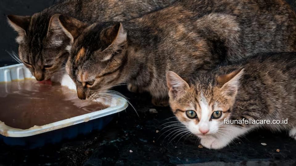 Menurut para ahli, bahkan sedikit porsi cokelat bisa berbahaya untuk kucing.