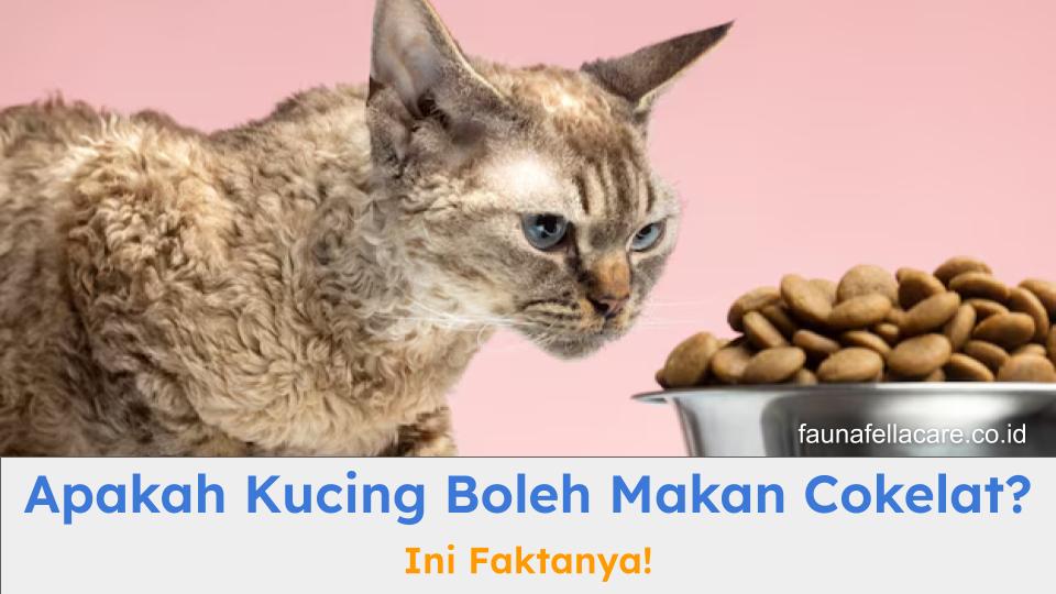 Apakah kucing boleh makan cokelat? Anda harus tahu kandungan berbahayanya.