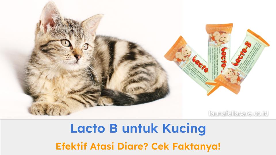 Lacto B untuk kucing bisa bekerja secara efektif atasi pencernaan atau diare