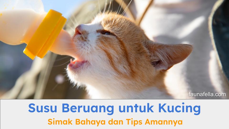 anak kucing yang sedang meminum susu harus Anda perhatikan