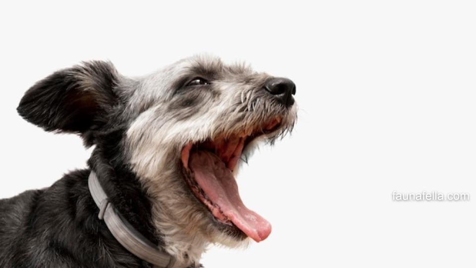 Ada banyak cara untuk mengatasi anjing menggonggong tengah malam