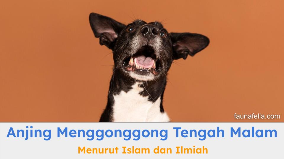 Anjing menggonggong tengah malam memiliki banyak arti dari sisi ilmiah dan Islam