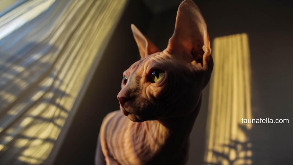 Selain kulit tanpa bulu, kucing sphynx memiliki berbagai keunikan lain