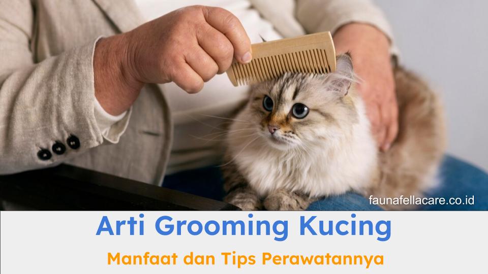 Arti grooming kucing, manfaat dan tips perawatannya untuk kucing Anda