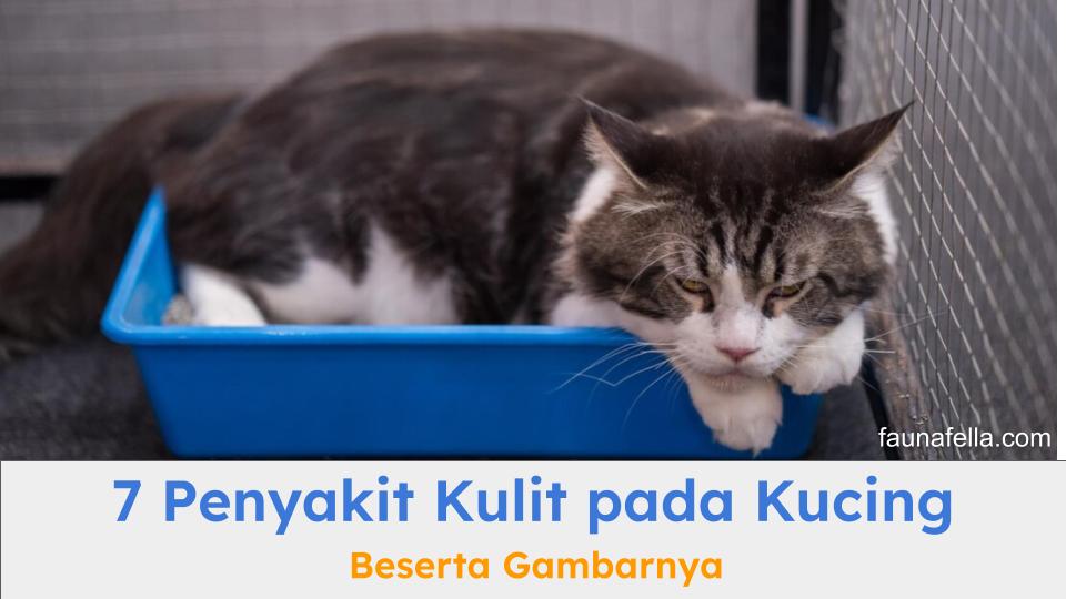 Macam-macam penyakit kulit pada kucing yang sering terjadi