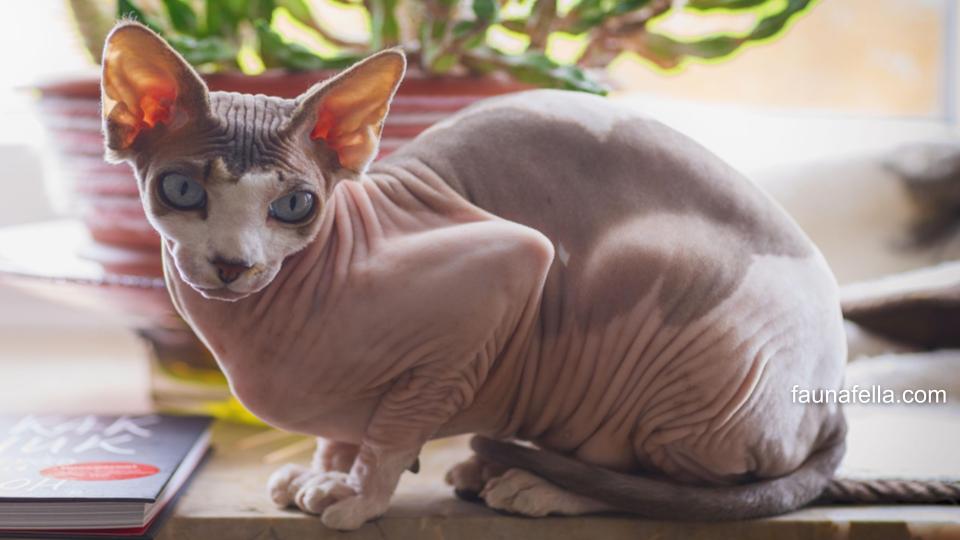 Perawatan kucing sphynx harus spesial karena kucing ini tanpa bulu