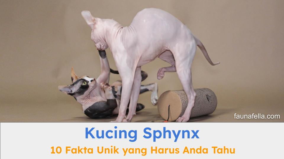 Kucing sphynx memiliki ciri yang khas yakni tanpa bulu di kulitnya