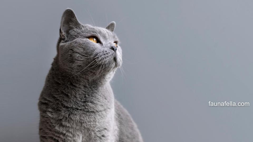 Ada banyak jenis kucing abu-abu dari mulai kucing ras hingga kucing kampung
