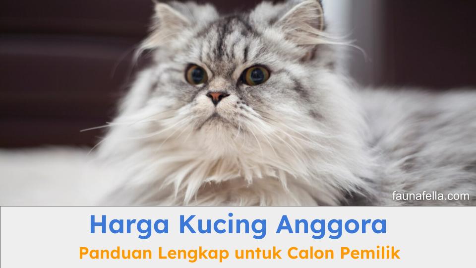 Harga kucing anggora dengan bulu yang lebat dan terawat tentu lebih mahal