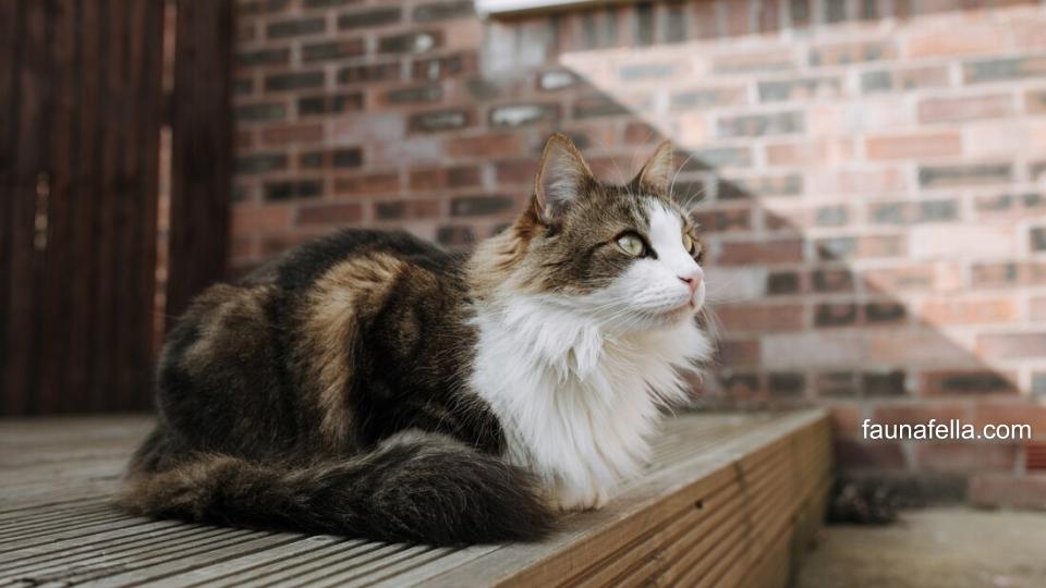 Memilih harga kucing Anggora harus berdasarkan kesehatan, usia hingga sertifikat