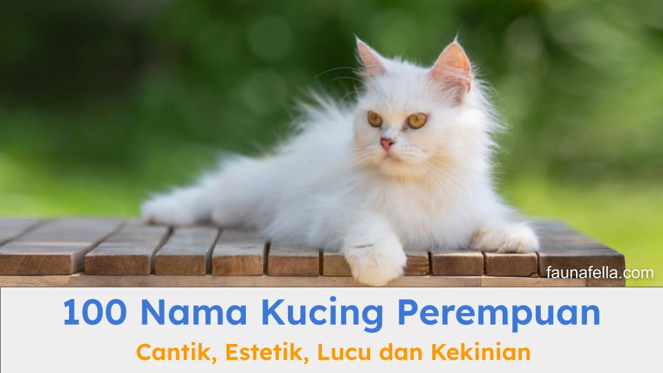 Nama kucing perempuan yang cantik cocok untuk berbagai jenis kucing
