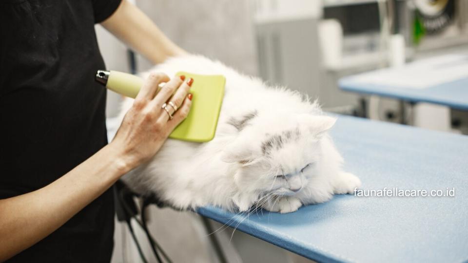 Grooming kucing memberikan banyak manfaat bagi kebersihan dan kesehatan kucing.