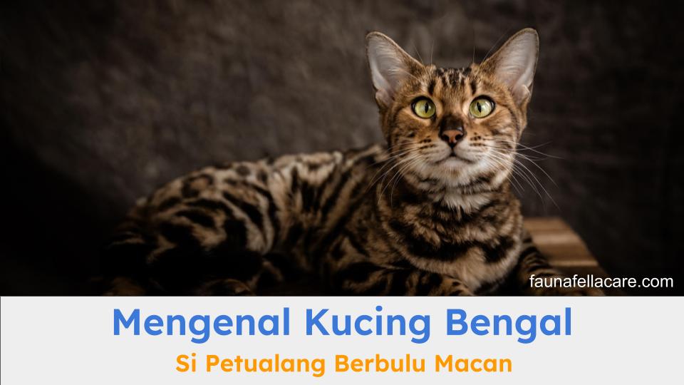 Kucing Bengal memiliki warna dan pola atau corak khas seperti macan