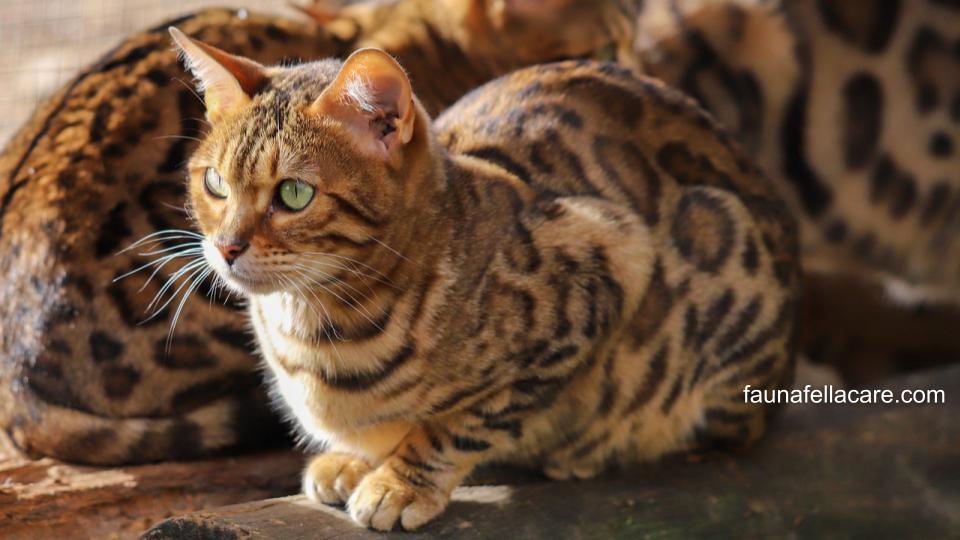 Kucing Bengal memiliki ciri dari corak yang khas walau mukanya seperti kucing kampung biasa