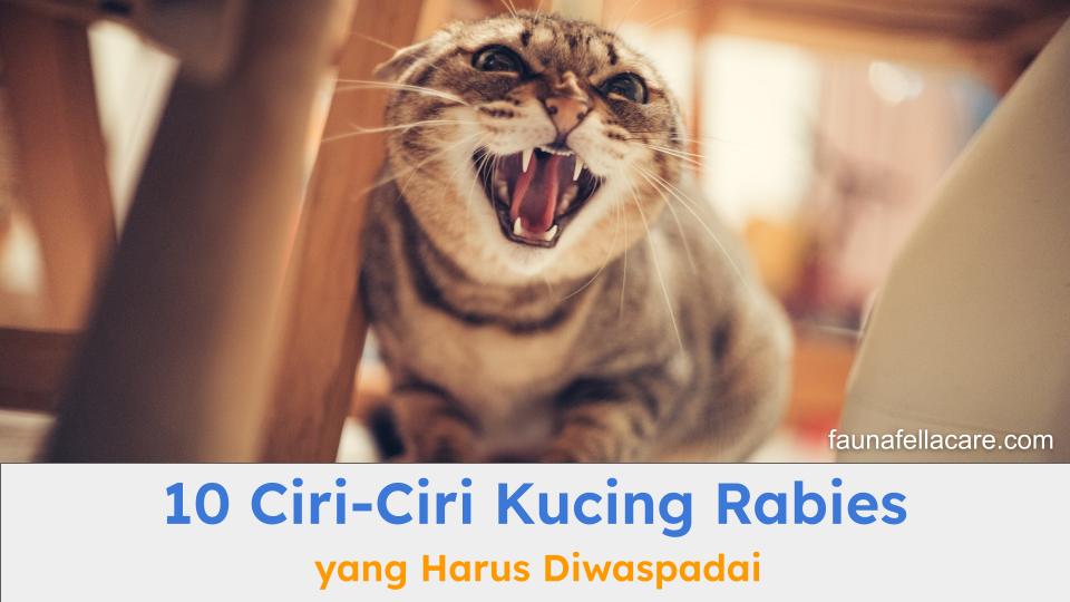 Ciri-ciri kucing rabies bisa dilihat dari banyak hal, termasuk karakternya.