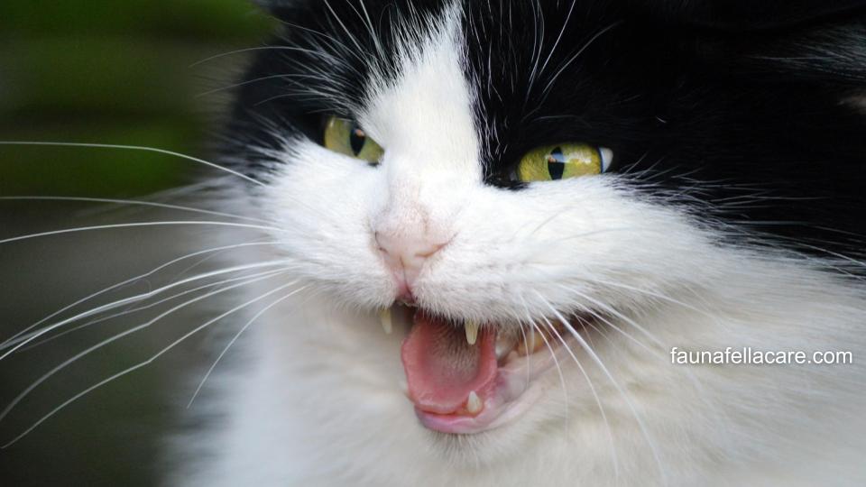 Ciri-ciri kucing rabies bisa dilihat dari temperament atau kepribadian kucing yang berubah dan lebih agresif