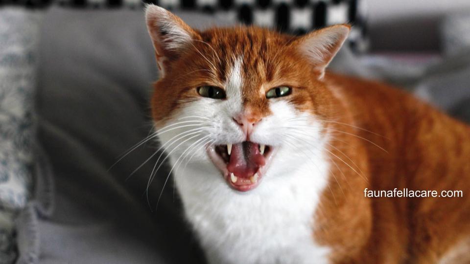 Penanganan ciri-ciri kucing rabies yang tepat dapat mengobati kucing agar kembali lebih tenang dan sehat.