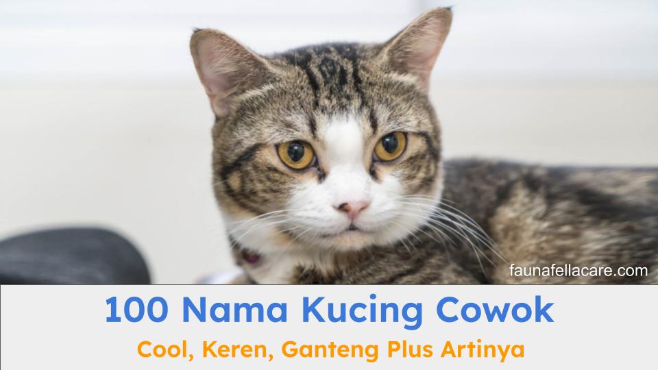 Nama kucing cowok cool dan ganteng bisa menjadi inspirasi dalam memberi nama anabul