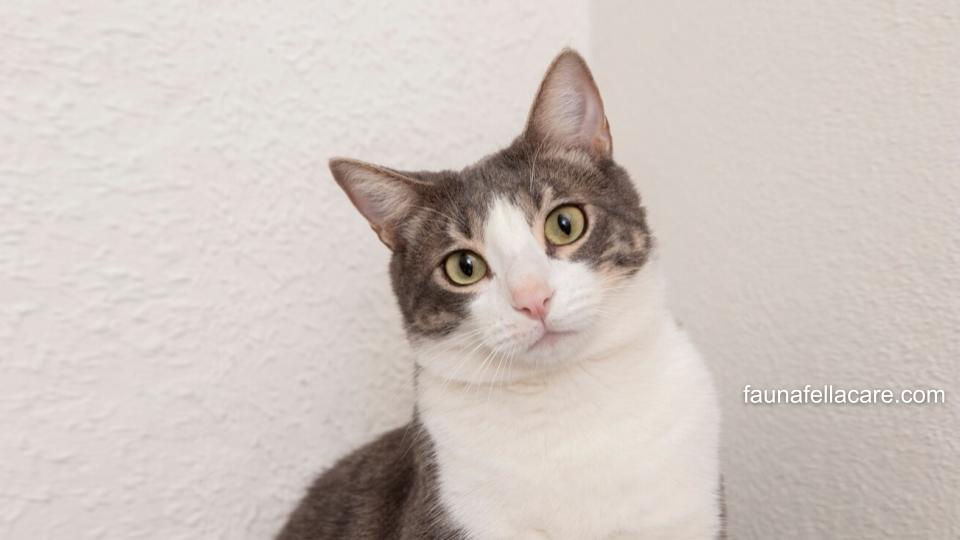 Nama kucing cowok ganteng dapat memudahkan Anda dalam memanggil anabul kesayangan