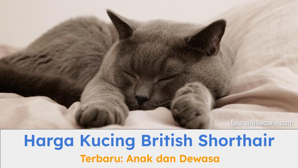 Harga kucing british shorthair terbaru bisa memberikan informasi harga baik yang anakan atau dewasa
