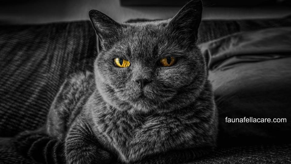 Harga kucing british shorthair anak dan dewasa berbeda tergantung berbagai hal