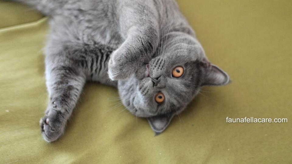 Tanda-tanda kucing mau melahirkan di antaranya akan menjadi lebih manja dari biasanya