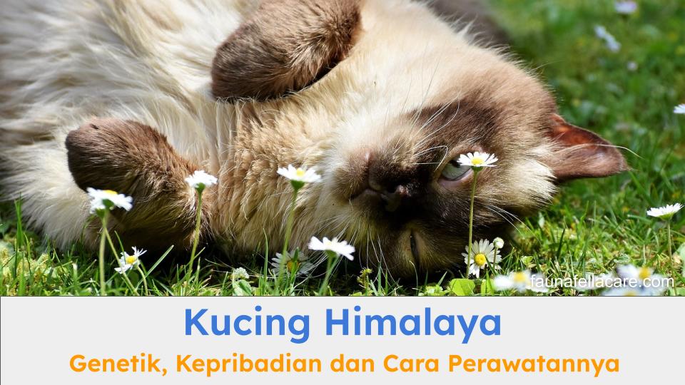 Kucing Himalaya yang sedang bermain di atas rumput hijau terlihat bahagia