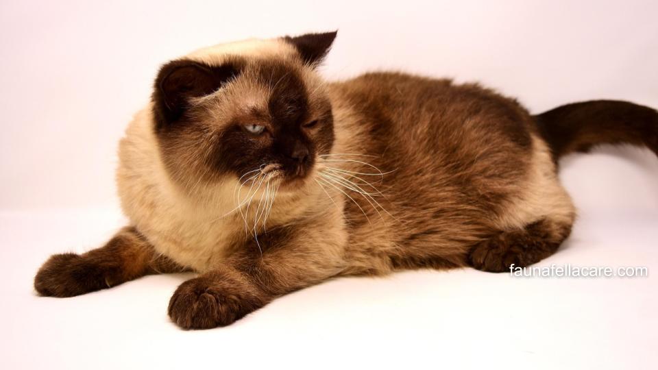 Kucing Himalaya memiliki kepribadian yang manis dan tenang