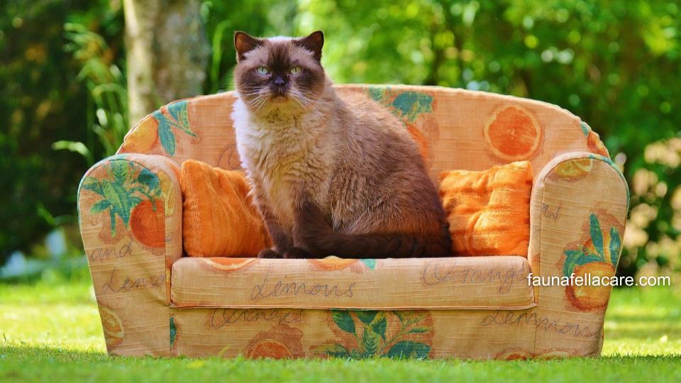 Kucing Himalaya yang terawat sedang duduk di atas sofa yang berada di taman