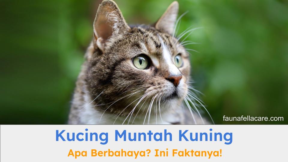 Kucing muntah kuning bisa karena berbagai hal yang Anda harus pahami dengan baik