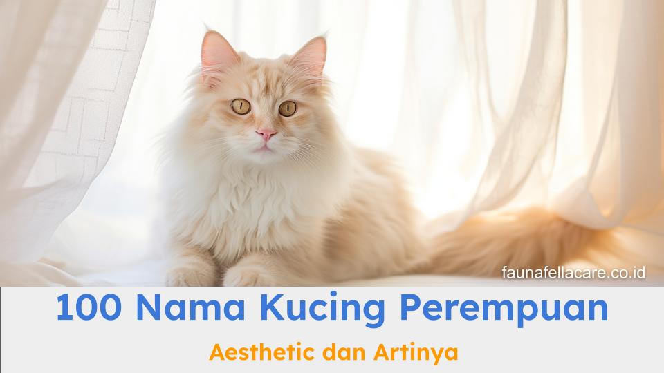 100 nama kucing perempuan aesthetic bisa menjadi pilihan tepat kucing Anda