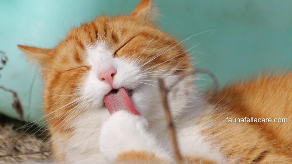 Kucing muntah kuning bisa karena kondisi perut kosong atau benda asing