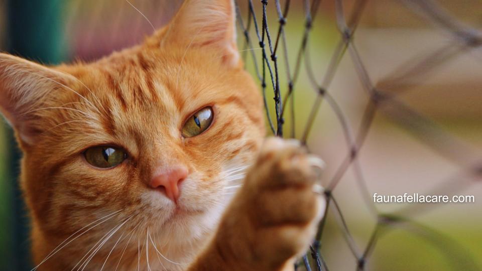 Pengobatan kucing muntah kuning harus oleh ahlinya