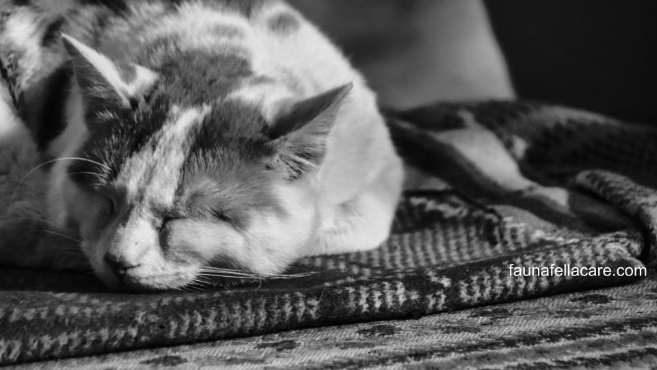 Ada banyak penyebab yang memunculkan ciri-ciri kucing mau mati yang harus Anda kenali