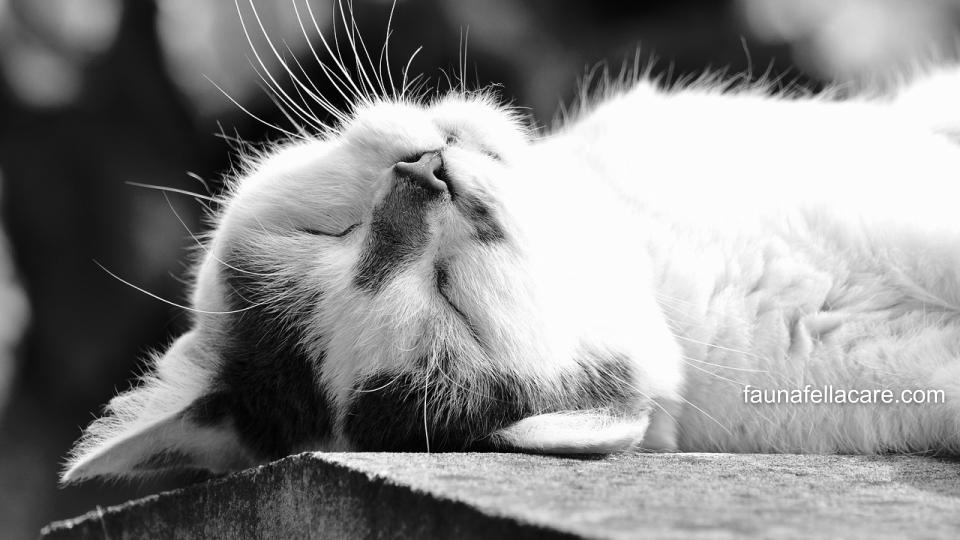Ciri-ciri kucing mati bisa karena suhu tubuh yang turun atau karena lainnya