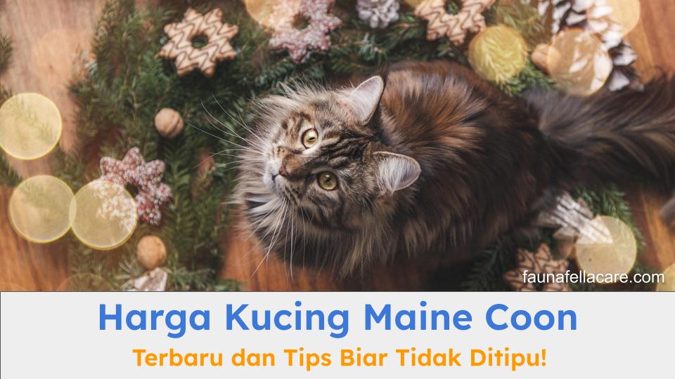 Harga kucing Maine Coon bisa beragam tergantung dari berbagai faktor