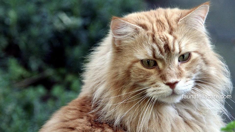 Pilih harga kucing Maine Coon sesuai dengan budget yang disiapkan