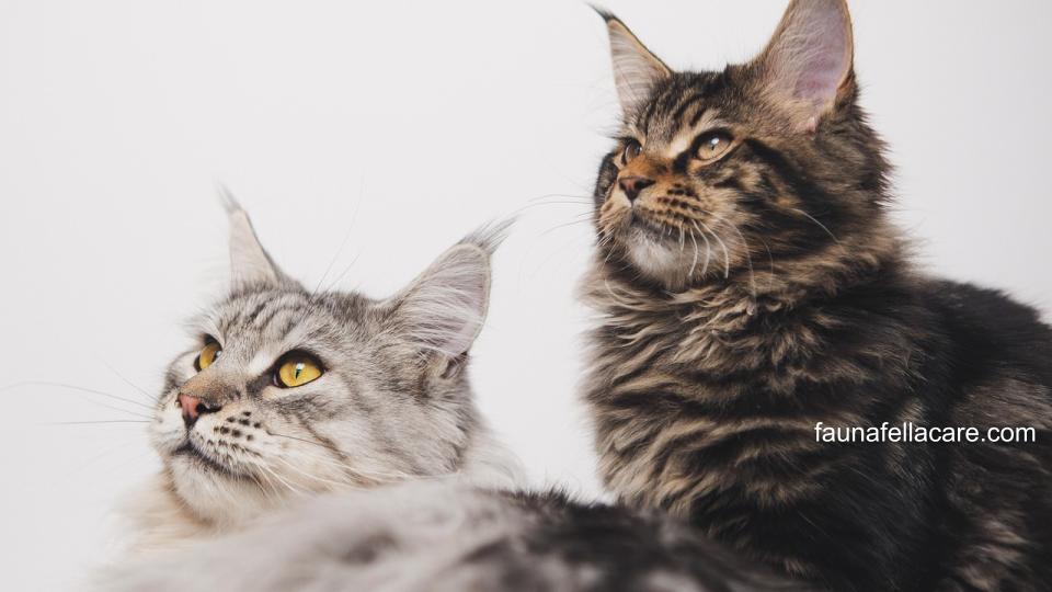Pilih harga kucing Maine Coon dari penyedia terpercaya agar tidak tertipu