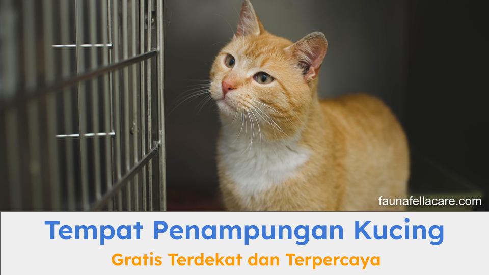 Tempat penampungan kucing gratis terdekat dan terpercaya harus menjadi pilihan utama