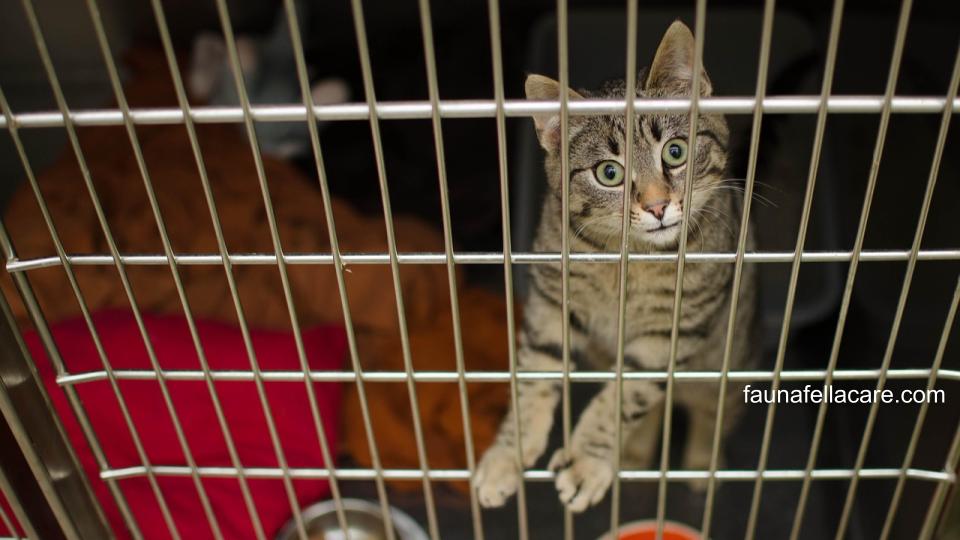 Harga steril kucing betina yang beragam bantu tingkatkan kualitas hidup kucing